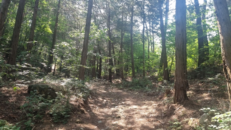 함양군, 소나무류 반출 금지구역 10월 21일 자로 일부 해제 기사 이미지